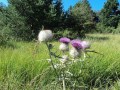 istarski-planinarski-put-IPP-6